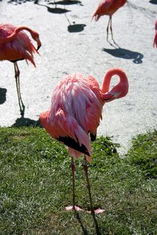 Flamingo Royalty Free Stock Image