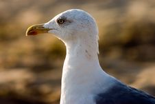 Seagull On Beach Stock Photo