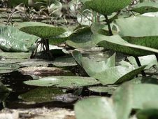 Lily Pads Stock Photo
