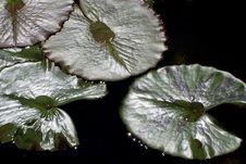 Lily Pads In Pond Stock Images Lily Pads In Pond Stock Images