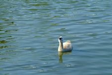 Baby Swan Royalty Free Stock Images