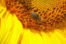 Sunflower With Bee Royalty Free Stock Photography