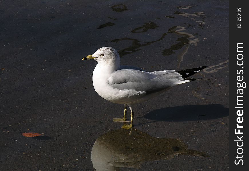 A Lone Seagull