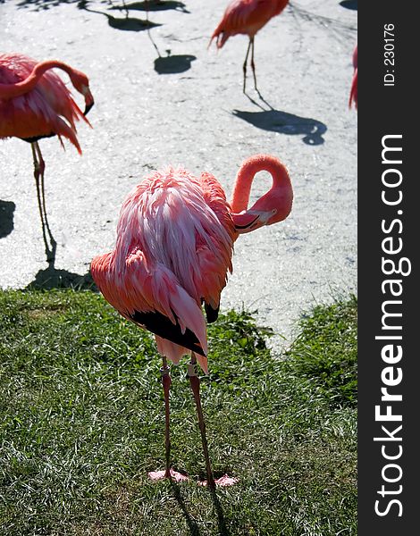 Pink Flamingo