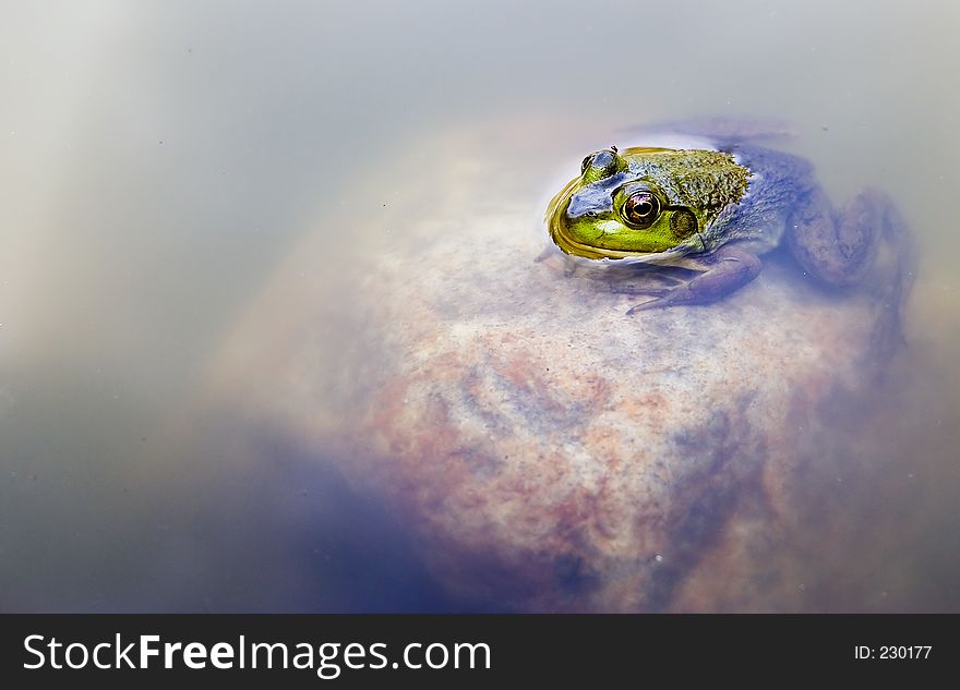 A frog on a rock in opaque water