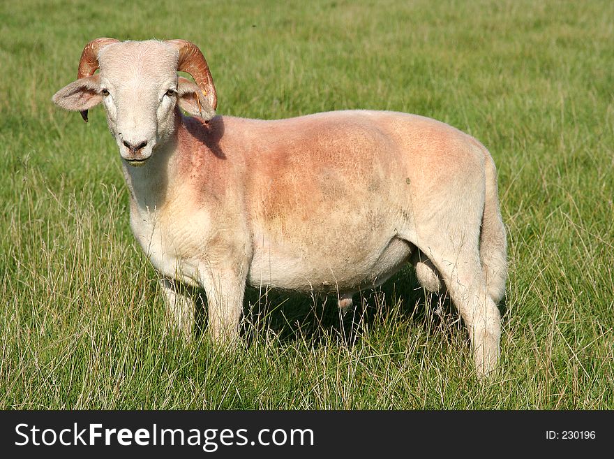 A male mountain sheep in a pasture
