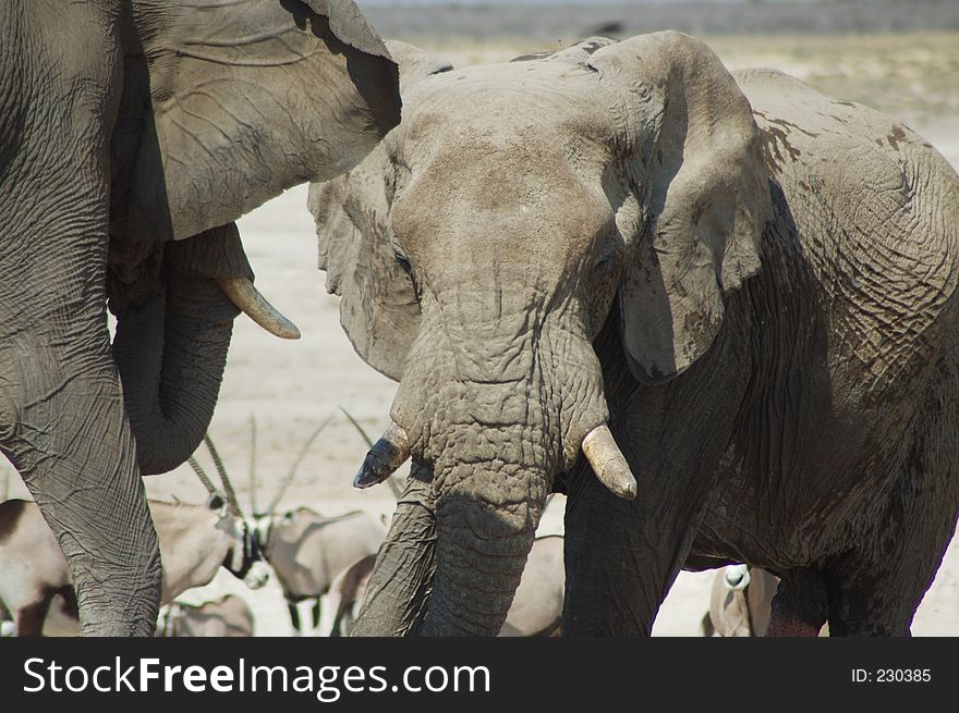 African elephants at a drinking hole in Etosha, Namibie