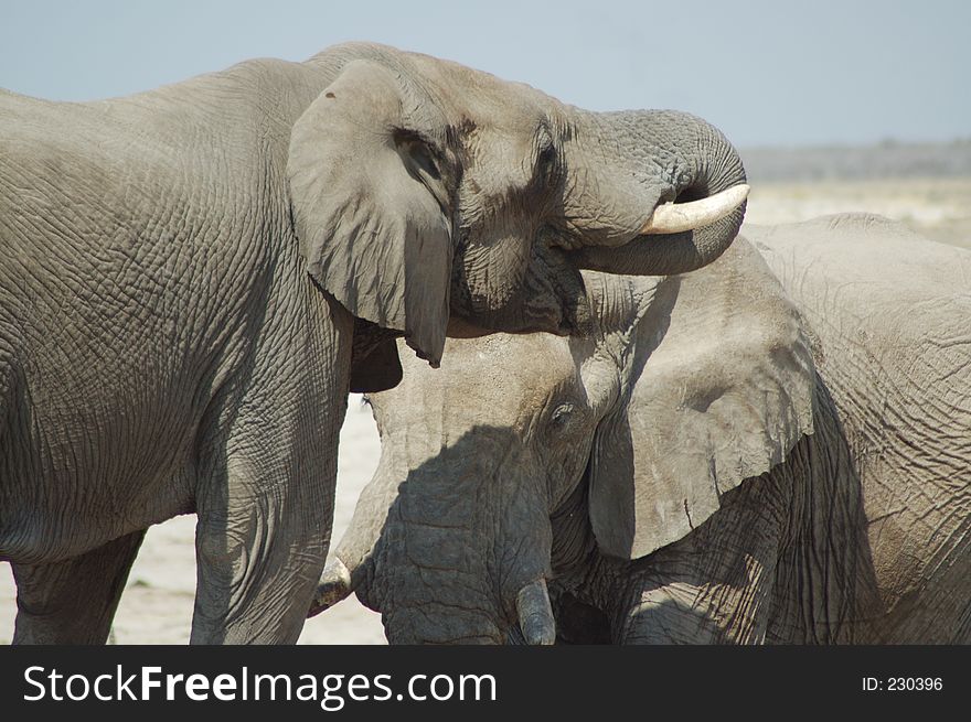 African elephants at a drinking hole in Etosha, Namibie. African elephants at a drinking hole in Etosha, Namibie
