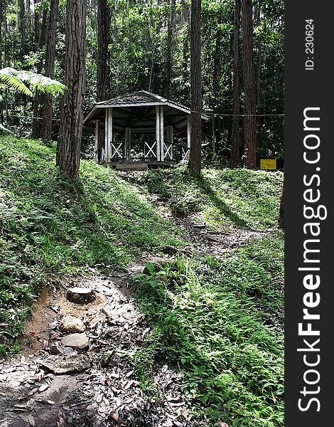 Tropical Forrest at Cameron Highland, Malaysia. Tropical Forrest at Cameron Highland, Malaysia.