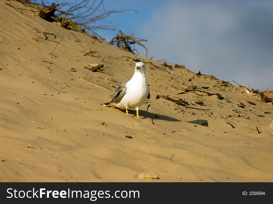 The seagull on the beach