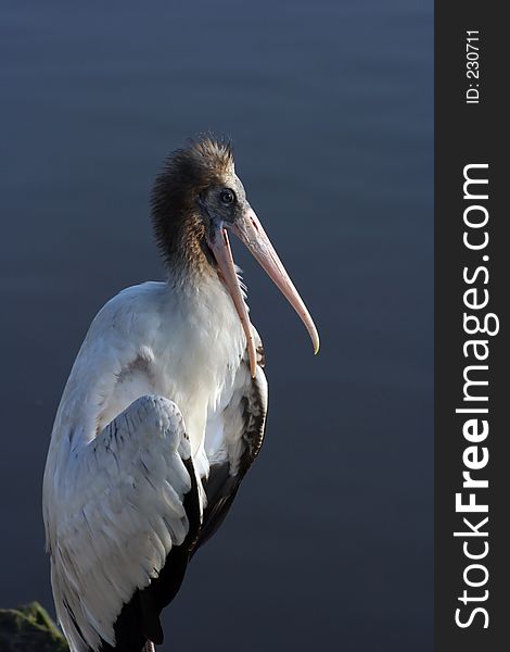 Pelican by the Lake, Georgetown SC