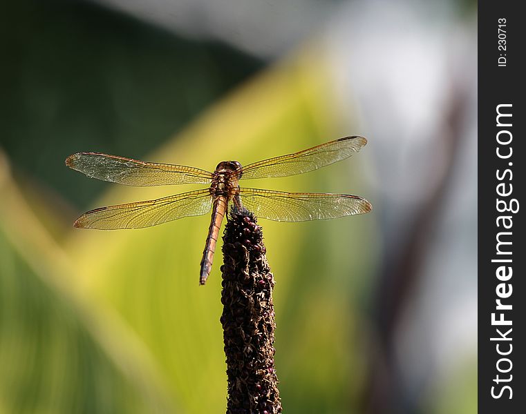 Dragonfly on cowtail