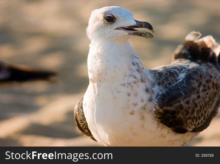 Seagull On Beach