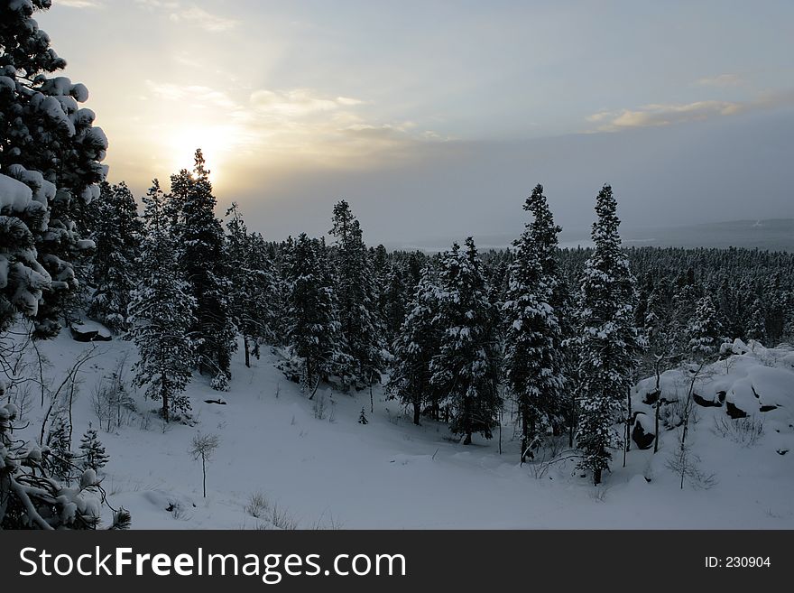 A mountain sunrise shining through the tops of snow-covered trees. A mountain sunrise shining through the tops of snow-covered trees.