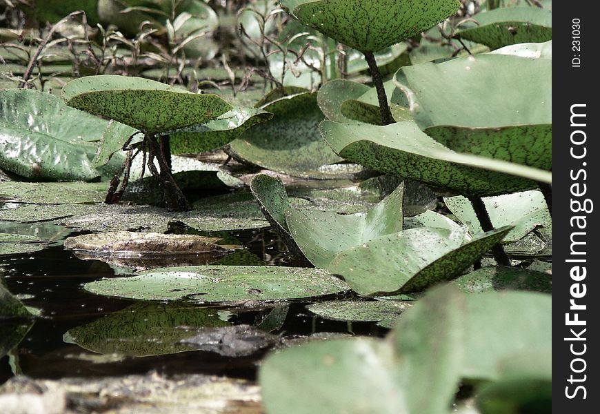 Lily Pads in Summer