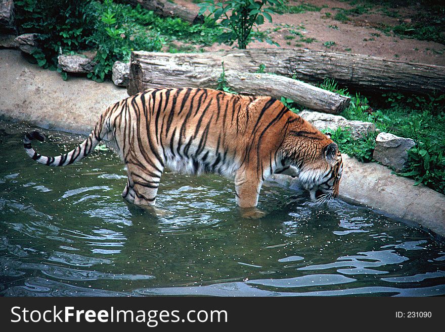 Siberan tiger drinking