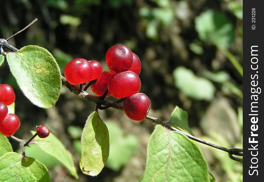 Red berries.