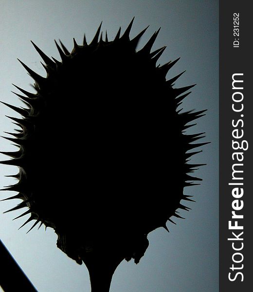 A silhouette of a spiney nut. A silhouette of a spiney nut.
