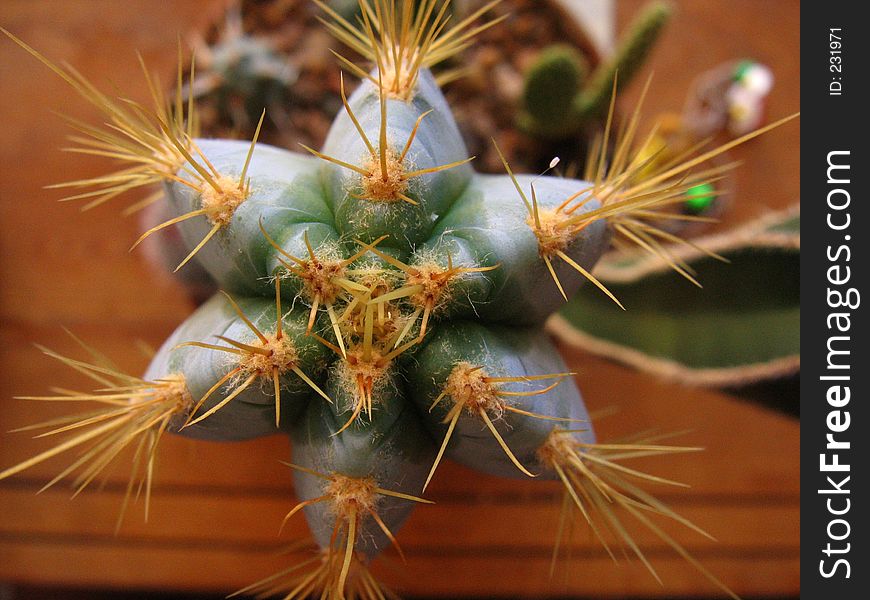 A bird's eye view of a star shaped cactus. A bird's eye view of a star shaped cactus.
