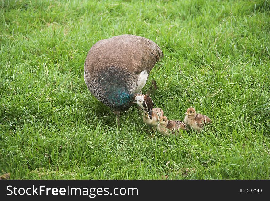 A peafowl with kids