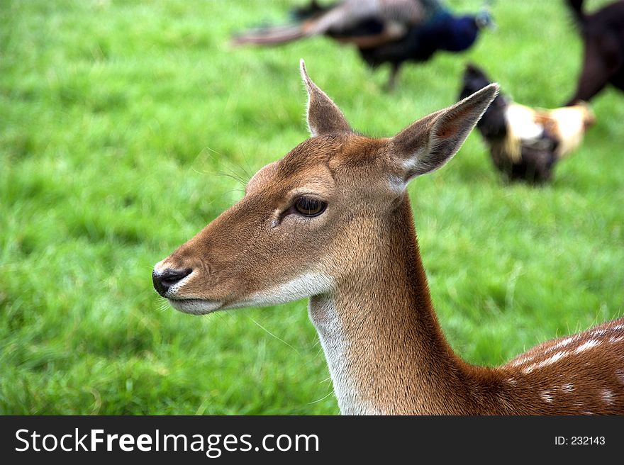 A stag standing in a field. A stag standing in a field