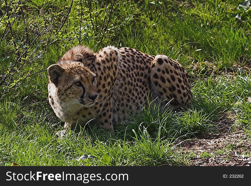 Crouching Cheetah