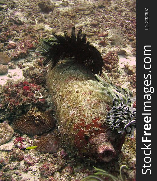 Coral encrusted scuba tank lying on the seabed