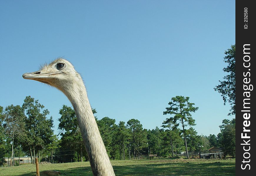 Emu at a drive through game ranch