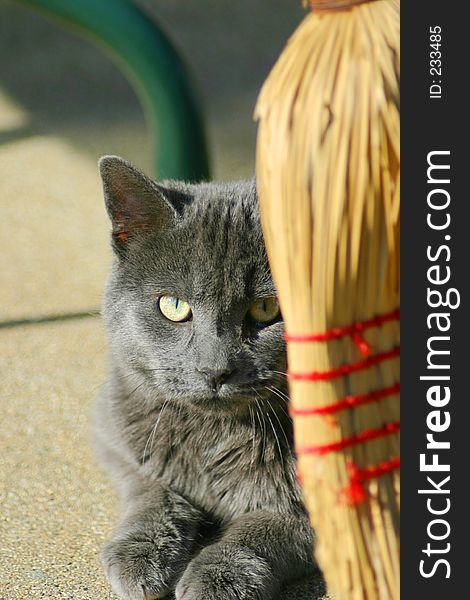 Cat hiding behind broom. Cat hiding behind broom