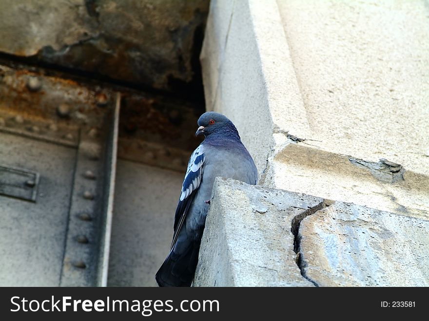 Pigeon on a rock