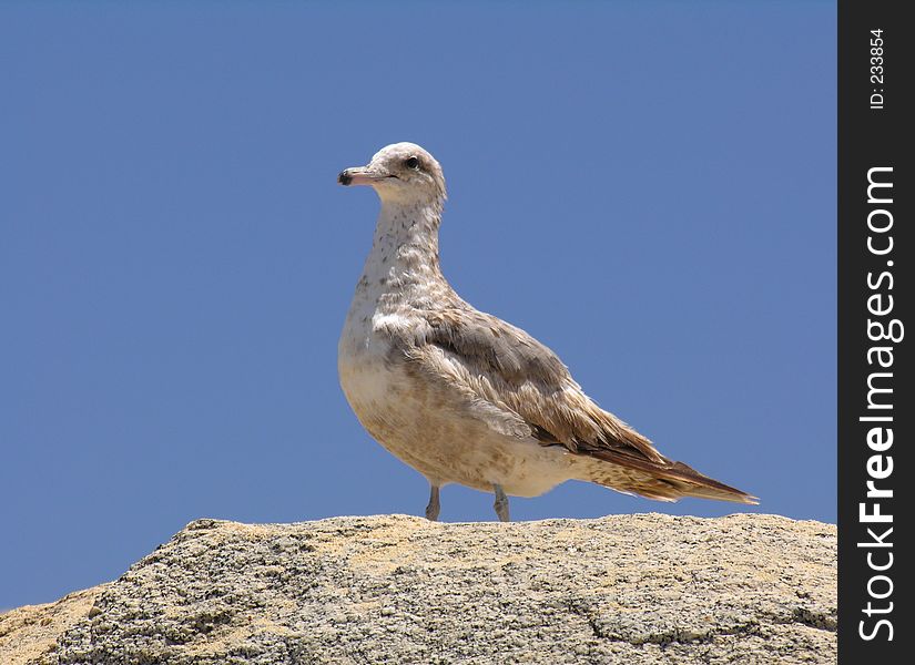 A single sea gull sitting on a rock. A single sea gull sitting on a rock