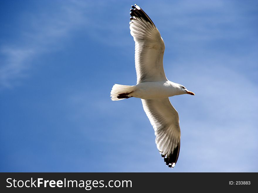 A seagull in flight, backlit. A seagull in flight, backlit.