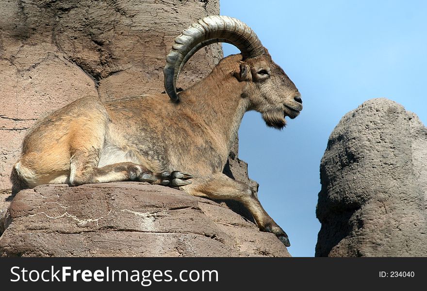 Barbary Sheep on Top of the World