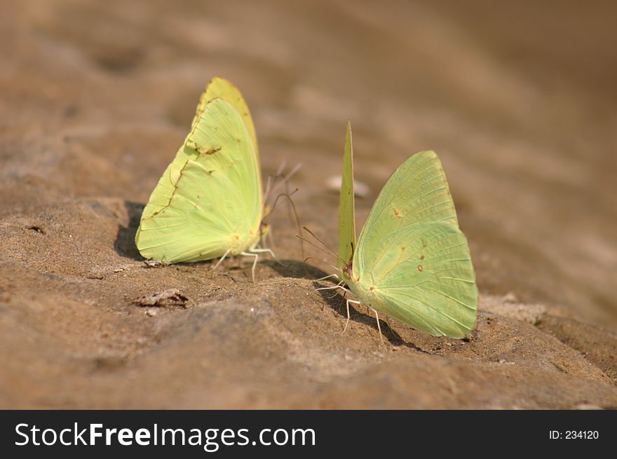 Yellow Butterflys on beach on the Alabama River. Fall of 2005, these butterflys were drawn to one specific spot on the beach.