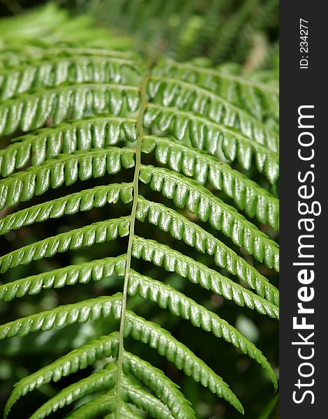 Leaf Pattern/Texture. Leaf Pattern/Texture