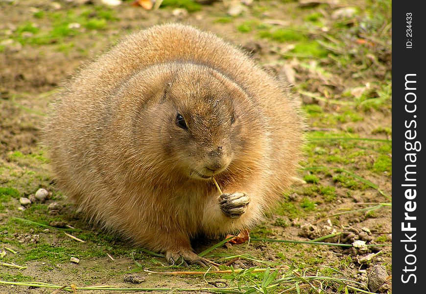 Blacktail prairie dog in ZOO