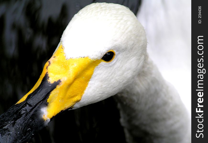 Duck looking into camera