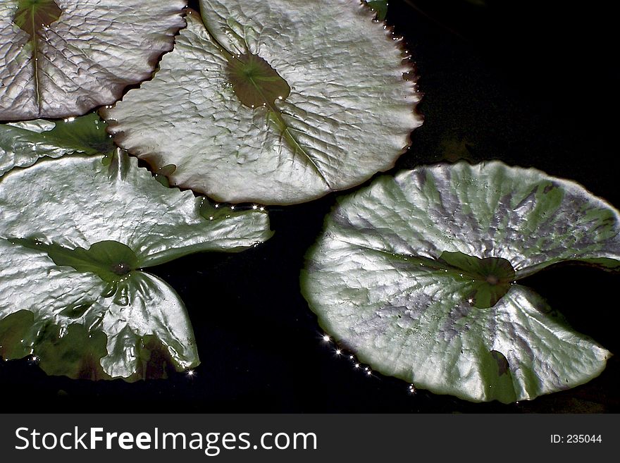 Green lily Pads in pond