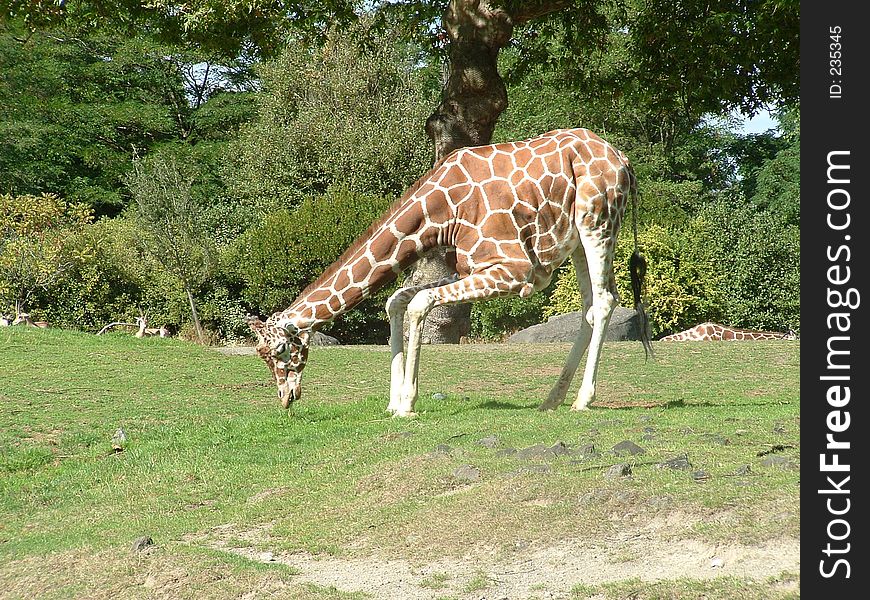 Giraffe eating