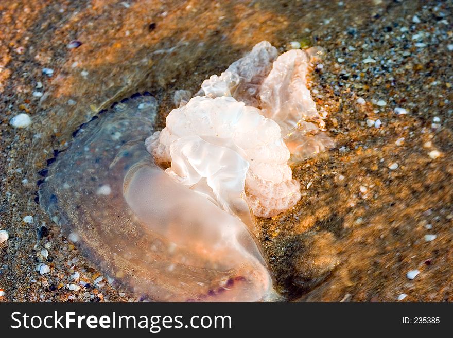 Jellyfish, medusa