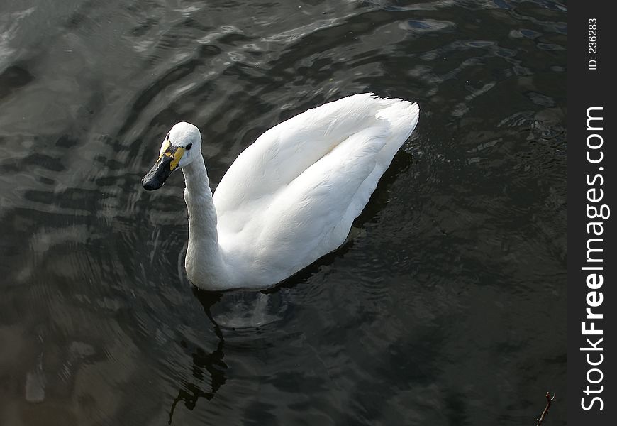 Beautiful swan