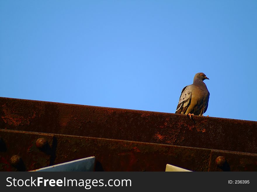 Pigeon on bridge