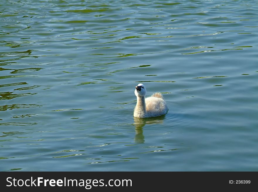 alone Baby swan on lake