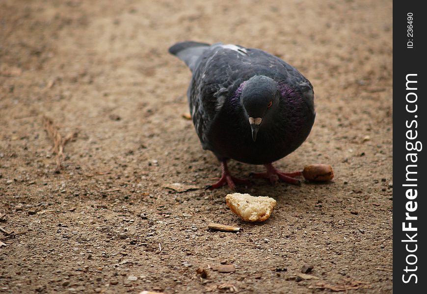 Pigeon found a piece of bread near cigarette stub. Pigeon found a piece of bread near cigarette stub