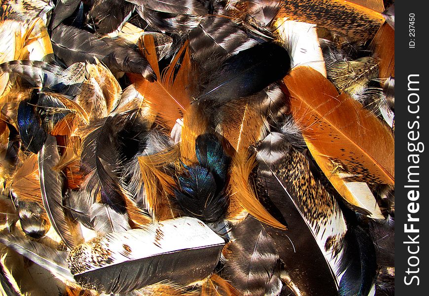 Here are some chicken feathers. Here are some chicken feathers.