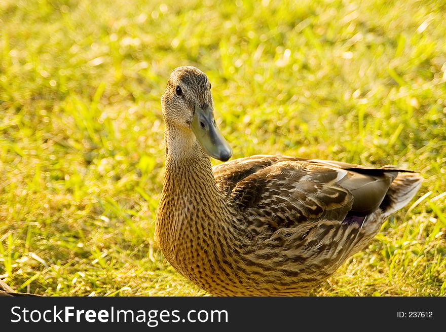 A young mallard, begging for scraps of bread, stops to pose for the camera. A young mallard, begging for scraps of bread, stops to pose for the camera