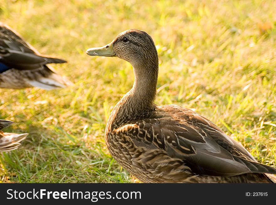 A young female Mallard duck poses for the camera. A young female Mallard duck poses for the camera