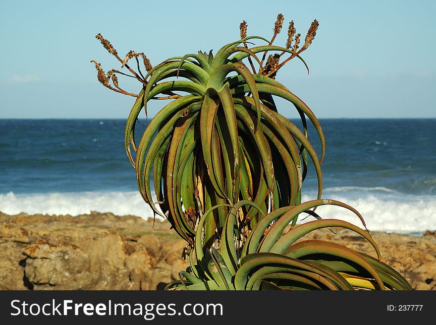Aloe plant in south africa. Aloe plant in south africa