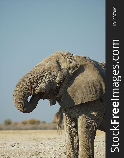 African elephant at a drinking hole in Etosha, Namibie