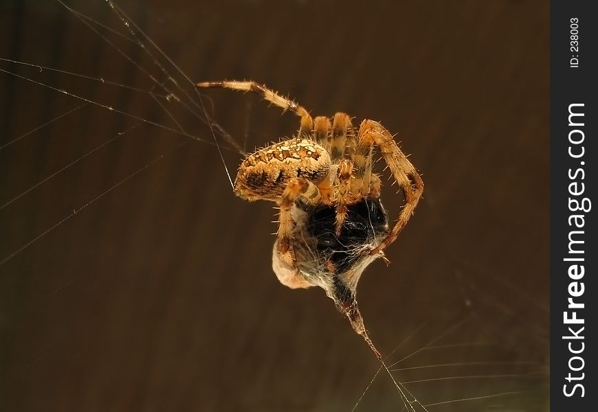 Spider on web eating Fly. Spider on web eating Fly